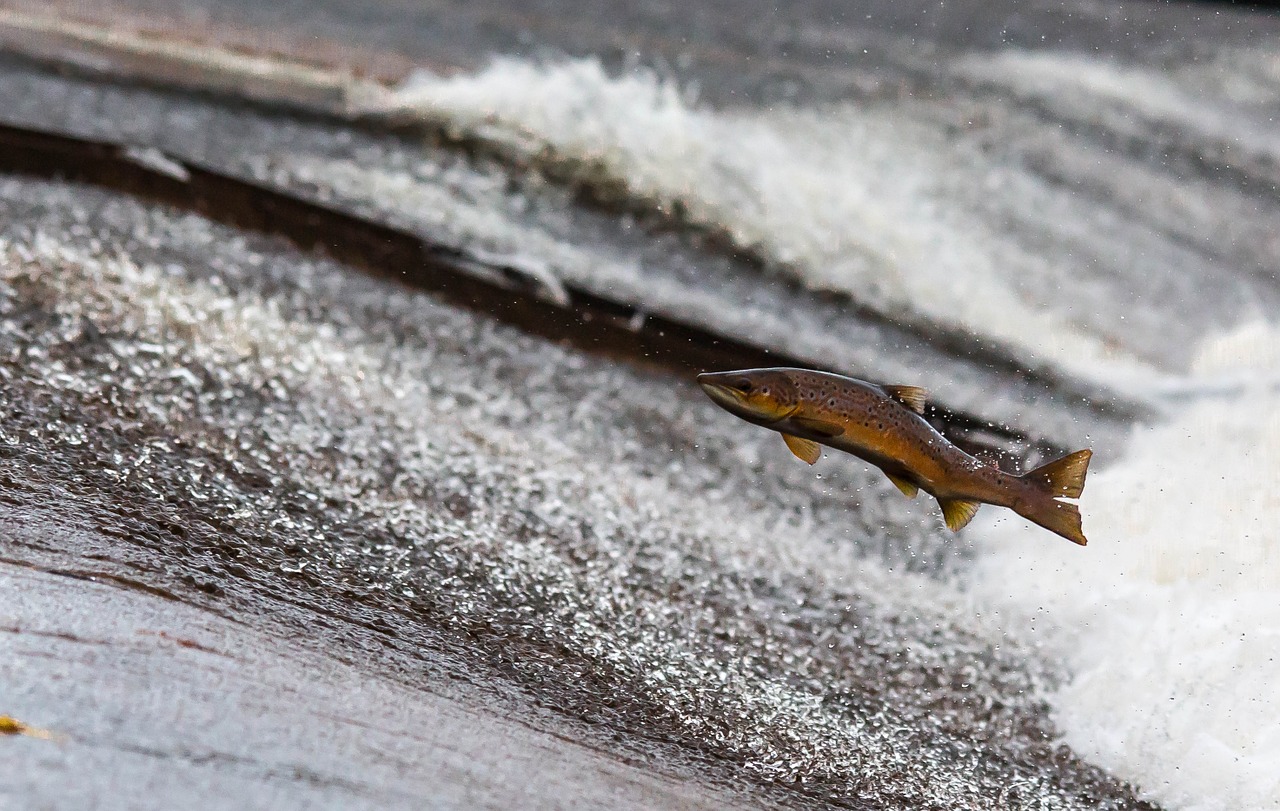 How the Pacific Coastal Salmon Recovery Fund Is Restoring Salmon Habitats