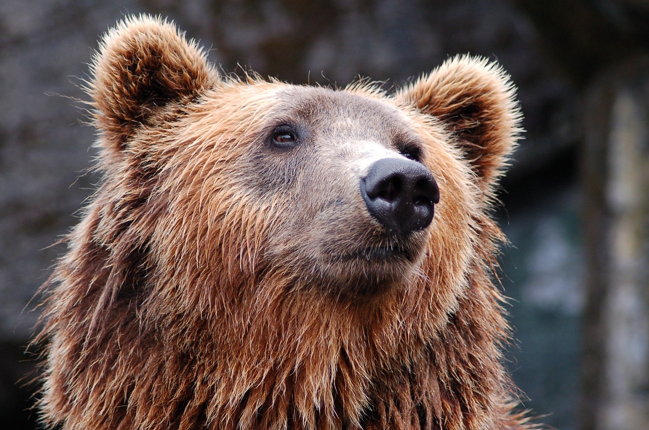 Trump’s Attempt to Re-Open Alaska’s National Preserves to Cruel Hunting Practices