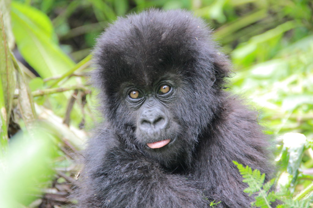 Understanding the Important Work of the Dian Fossey Gorilla Fund