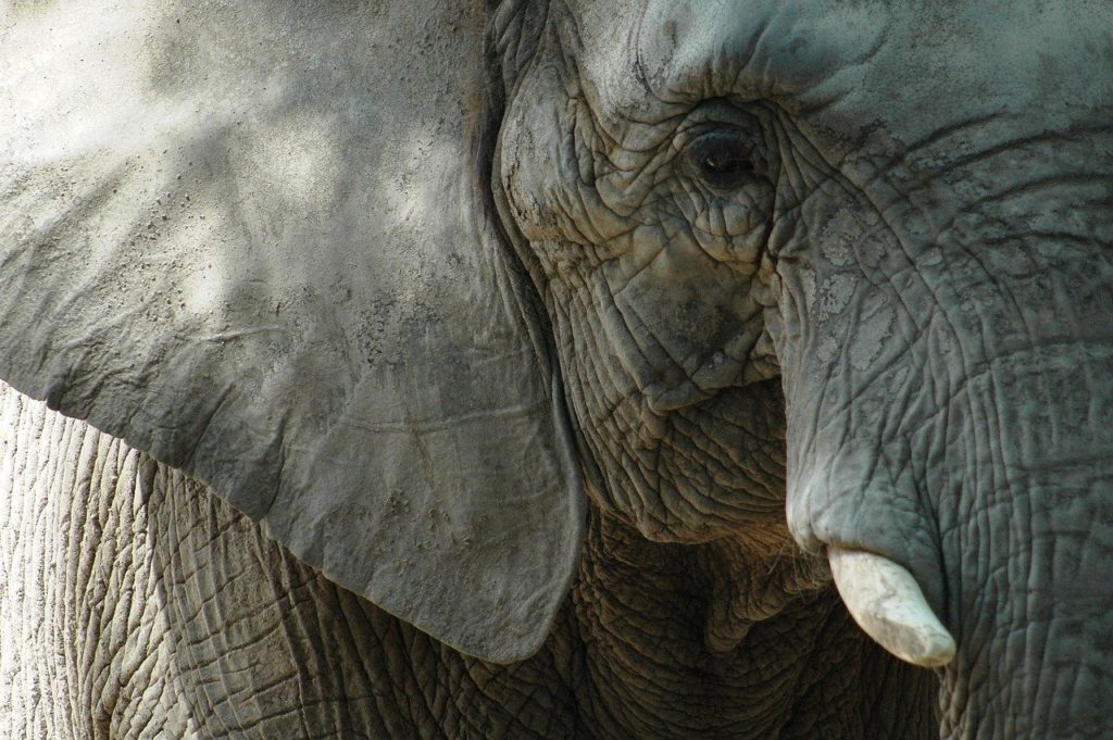 This Is Why Elephants Are in Danger of Becoming Extinct - Louise Gund