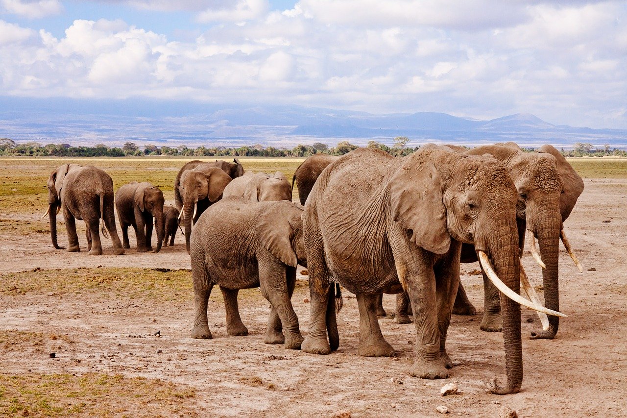 This Is Why Elephants Are in Danger of Becoming Extinct | Louise Gund