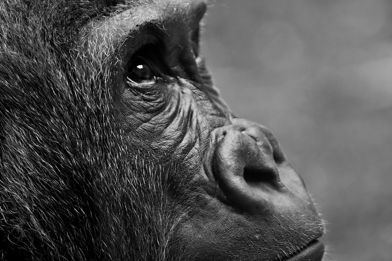 These Are the 4 Types of Gorillas Close to Extinction – This Is What You Need to Know