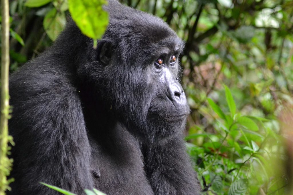 mountain gorilla scientific name