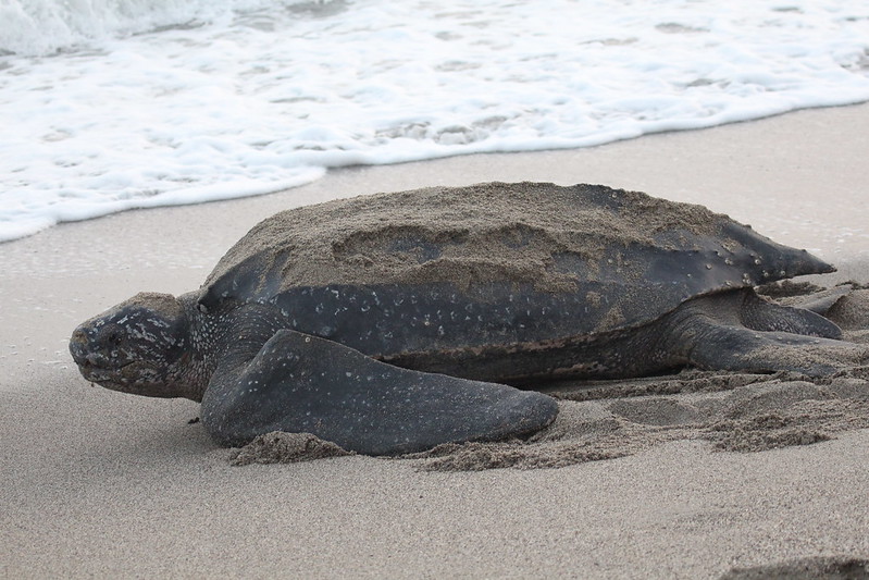 Leatherback turtle