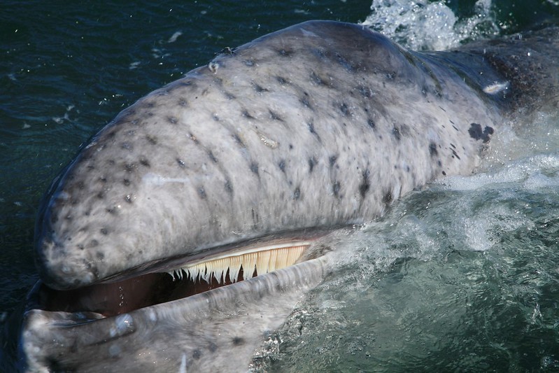 grey whale