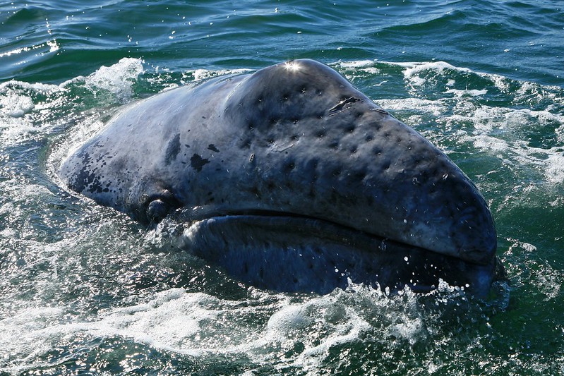 grey whale