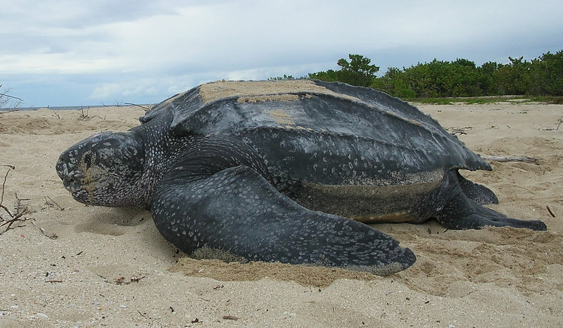 leatherback turtle
