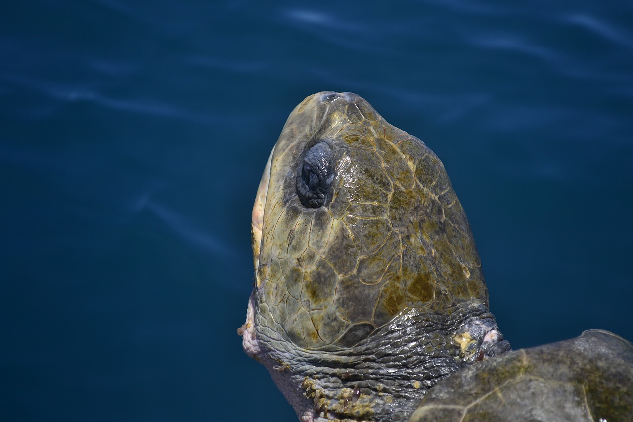 A Look at the Multiple Threats to Leatherback Turtles