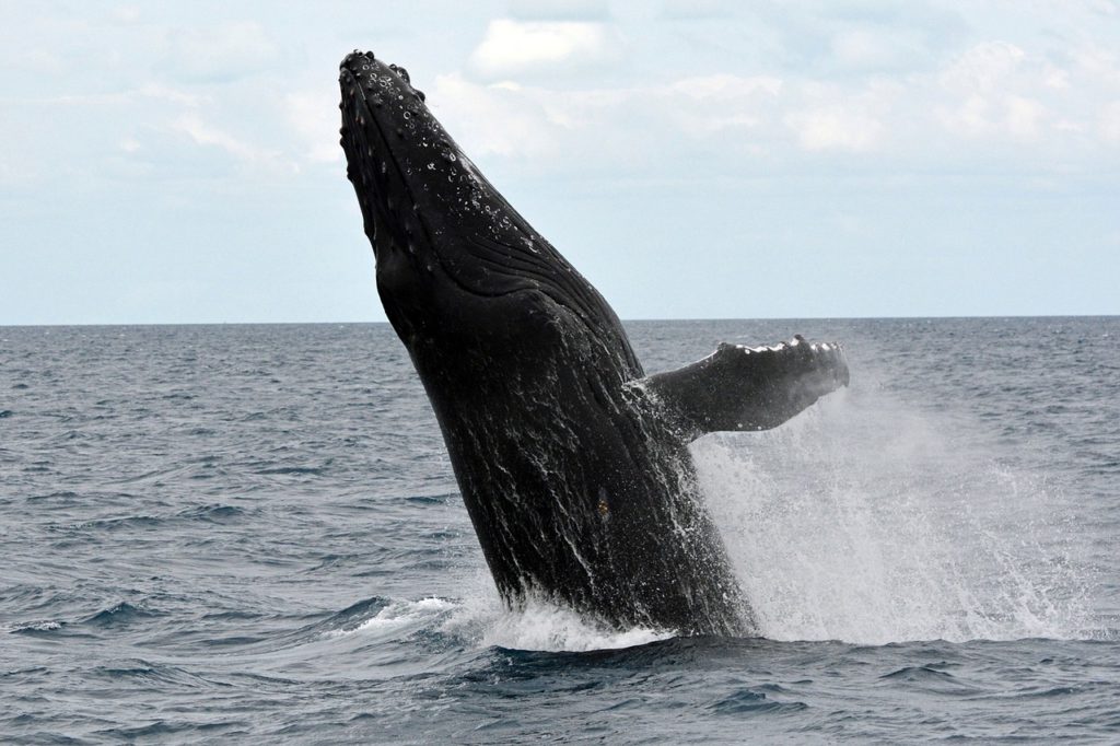 humpback-whale