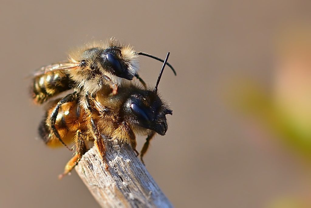 the-harrowing-showdown-between-bees-and-climate-change-louise-gund