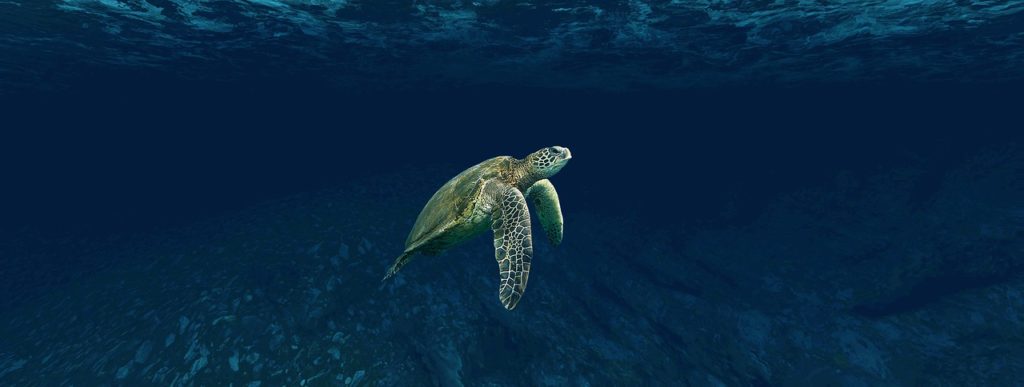 How to Protect Sea Turtles around the World from Deadly Bycatch