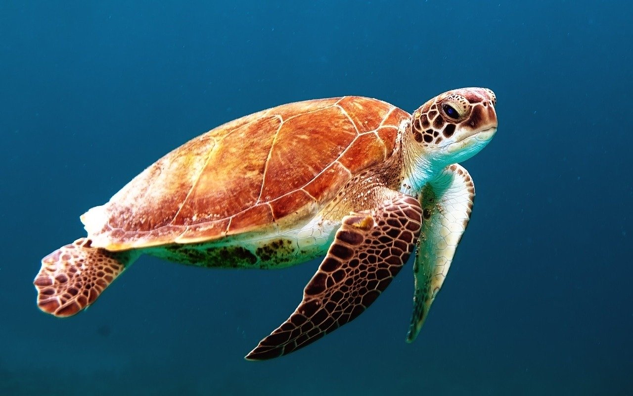 How to Protect Sea Turtles around the World from Deadly Bycatch
