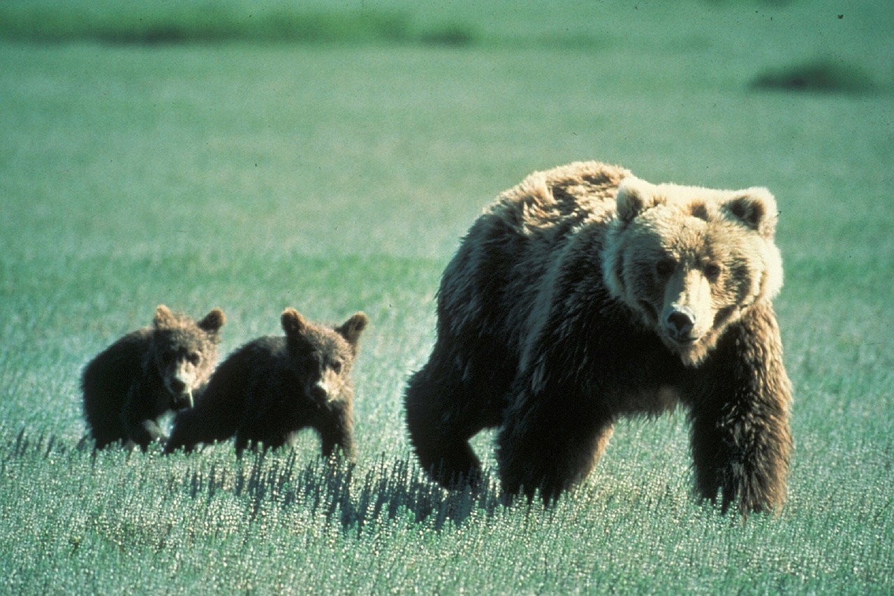 Earthjustice Victory Saves Yellowstone Grizzlies from Trophy Hunting