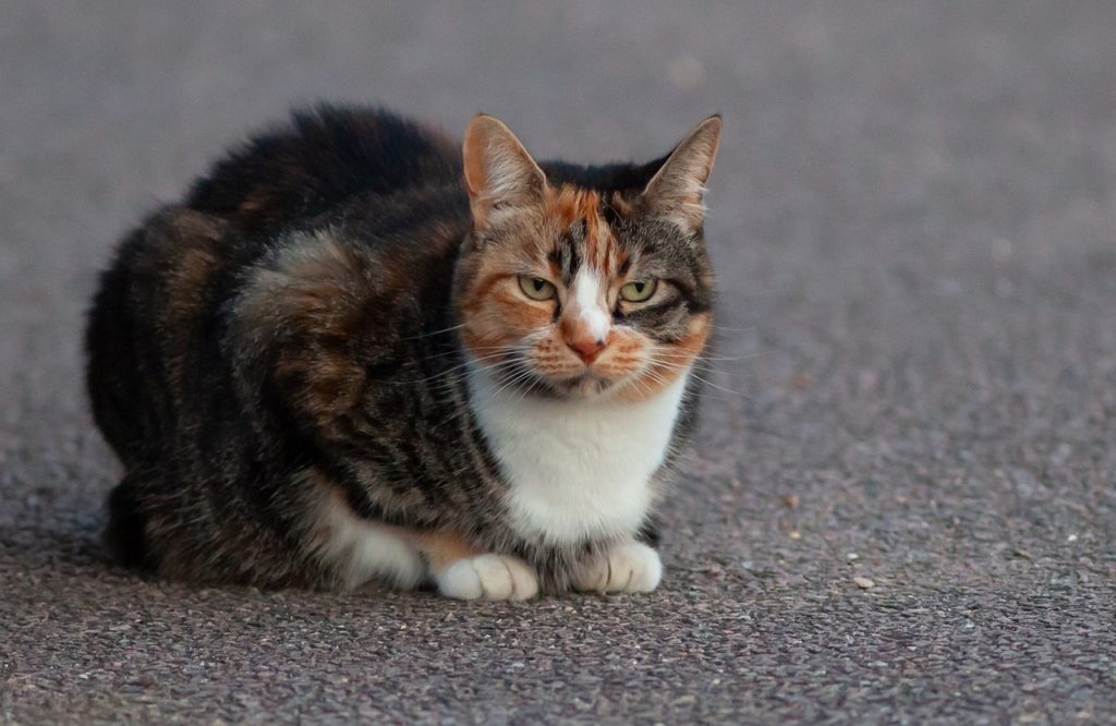 Outdoor Cat