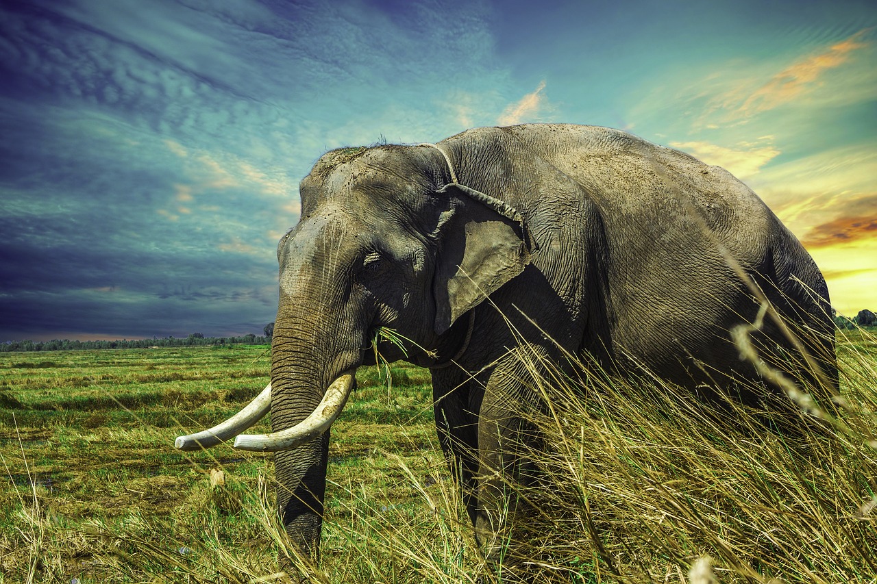 World Elephant Day Focuses on Saving Endangered Species